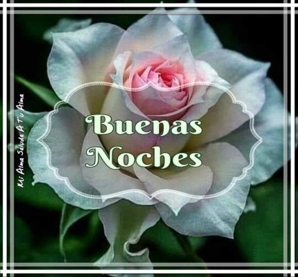 Buenas Noches con rosas