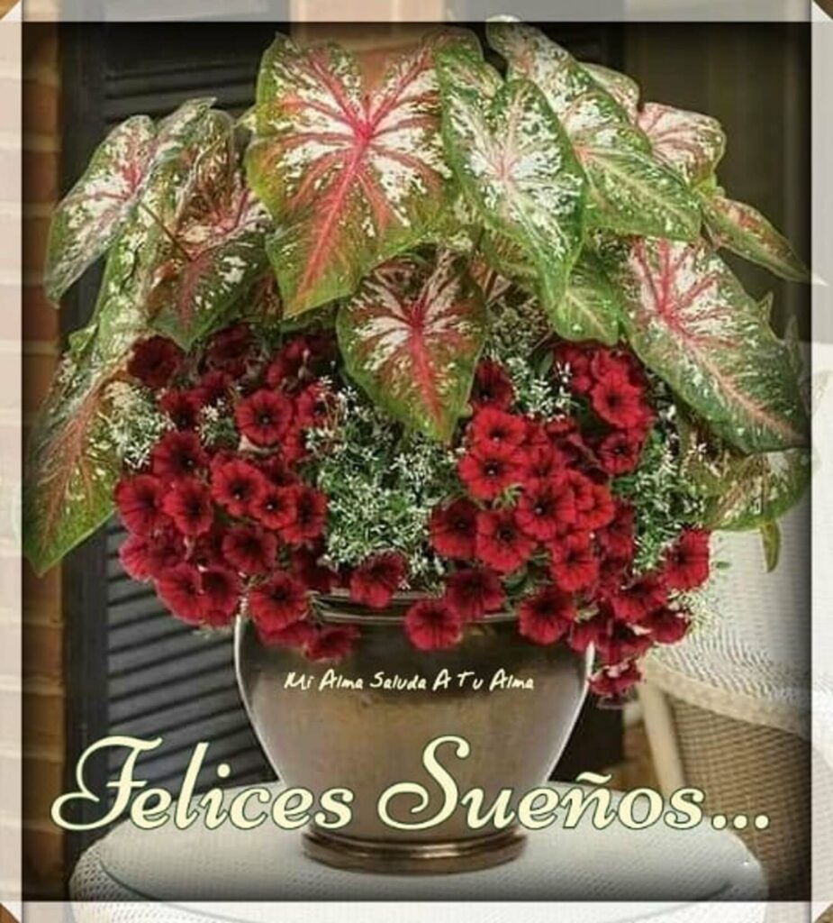 Felices Sueños...