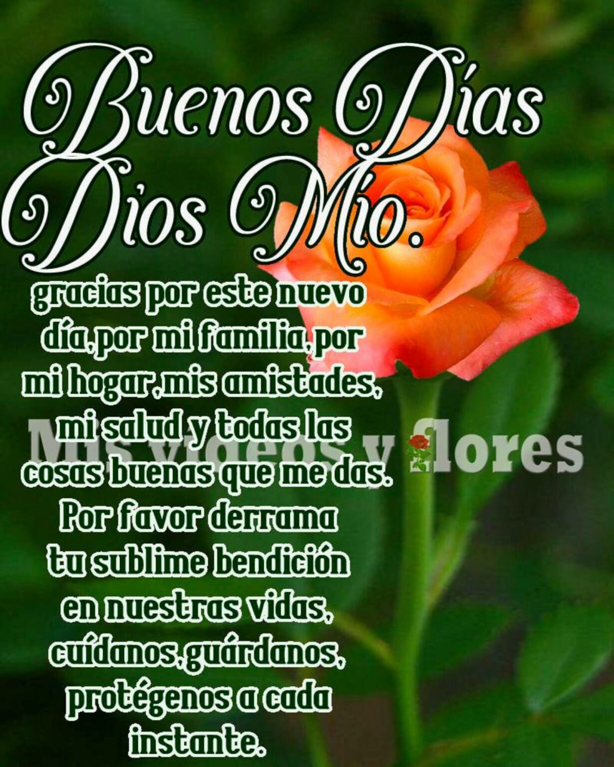 Buenos Días amigos de WhatsApp - ImagenesMuyBonitas.net