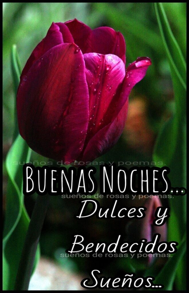 BUENAS NOCHES... Dulce y Bendecidos Sueños...