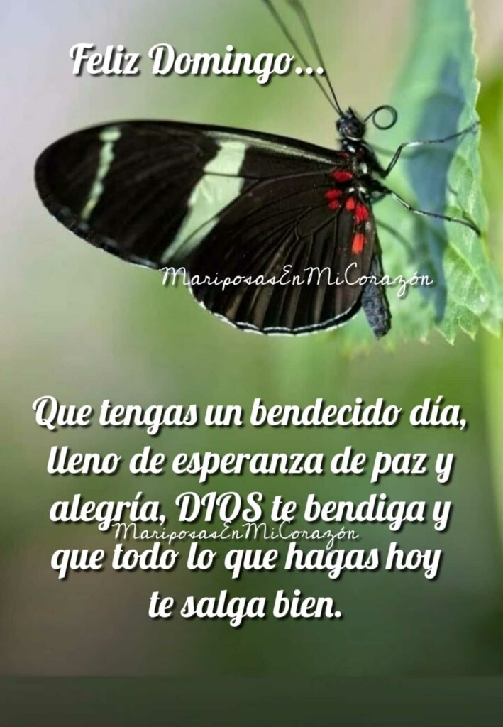 Feliz Domingo... Que tengas un bendecido día, lleno de esperanza de paz y alegría, DIOS te bendiga y que todo lo que hagas hoy te salga bien. - Mariposas en mi corazón