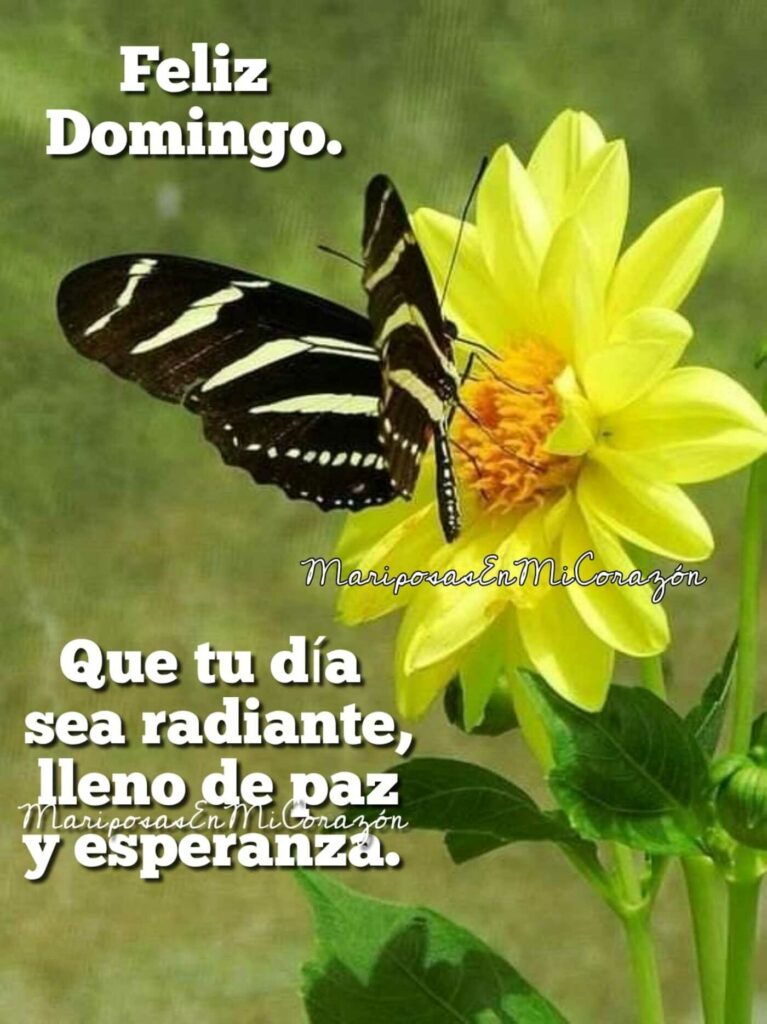 Feliz Domingo. Que tu día sea radiante, lleno de paz y esperanza. (Mariposas en mi corazón)