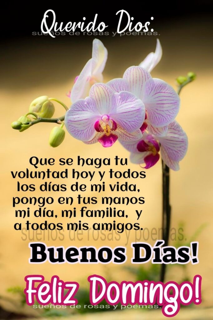 Querido Dios. Que se haga tu voluntad hoy y todos los días de mi vida, pongo en tus manos mi día, mi familia y a todos mis amigos. Buenos Días! Feliz Domingo!