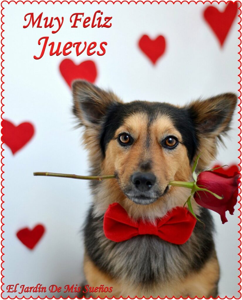 Muy Feliz Jueves amor