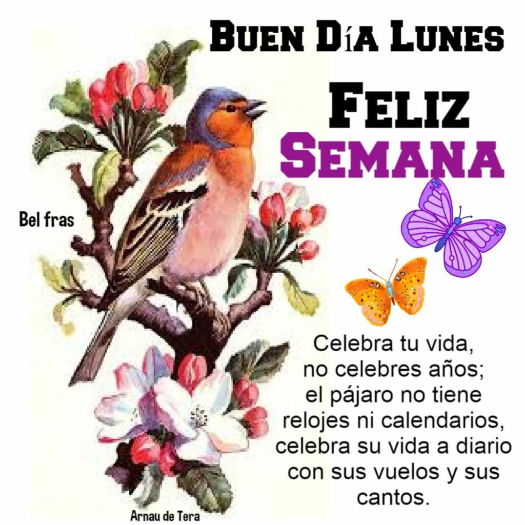 BUEN DÍA LUNES, FELIZ SEMANA. Celebra tu vida, no celebres años; el pájaro no tiene relojes ni calendarios, celebra su vida a diario con sus vuelos y sus cantos.
