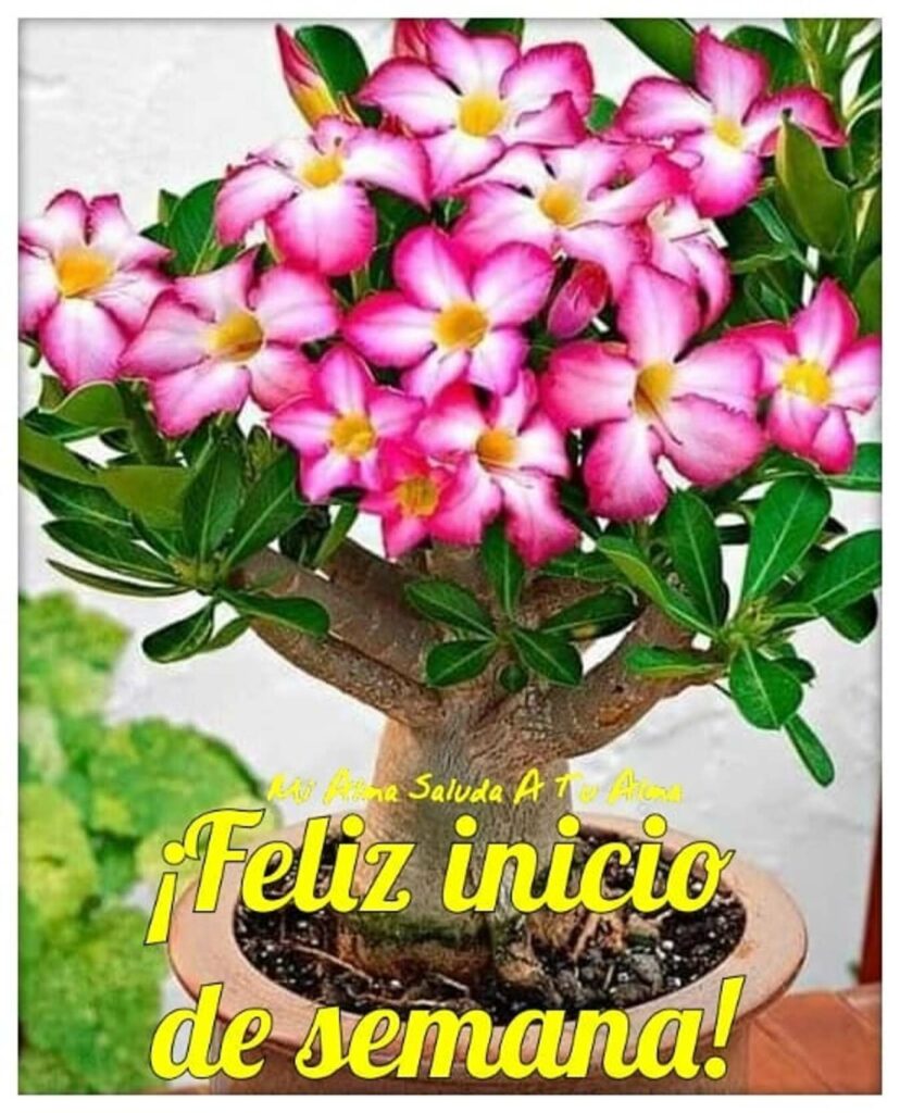 ¡Feliz inicio de semana!