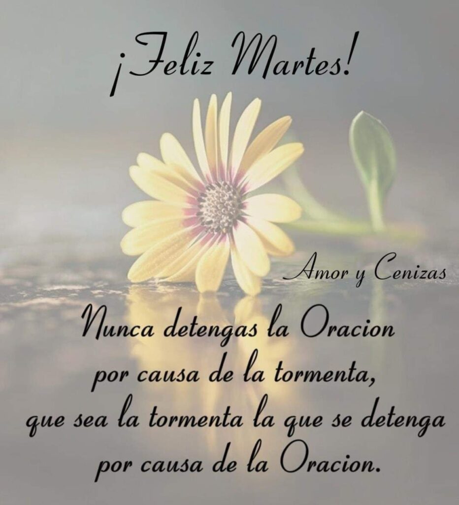 Frases positivas para decir feliz martes