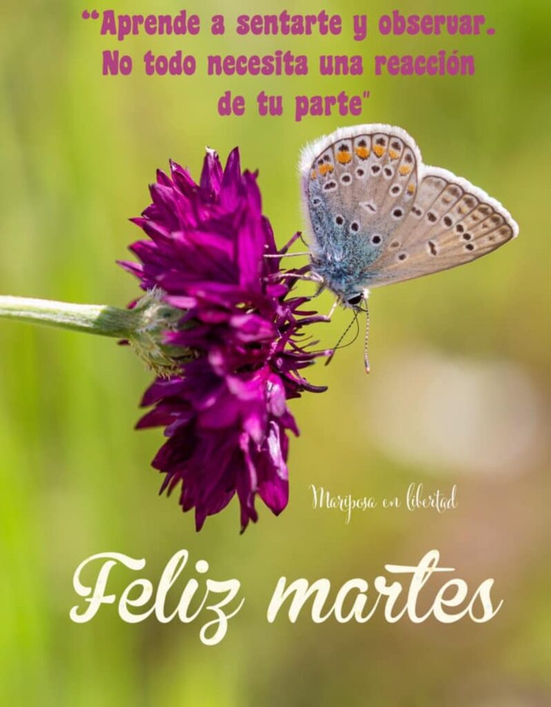 "Aprende a sentarte y observar. No todo necesita una reacción de tu parte." Feliz martes