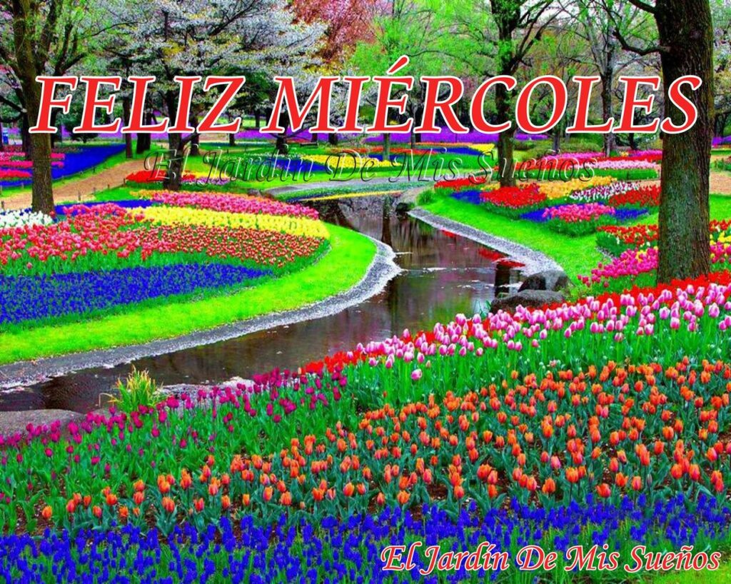 FELIZ MIÉRCOLES con tulipanes