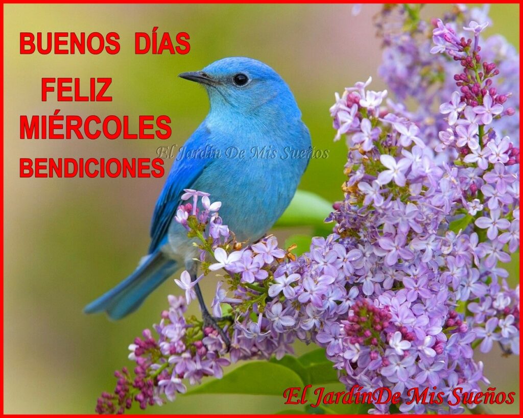 BUENOS DÍAS FELIZ MIÉRCOLES BENDICIONES