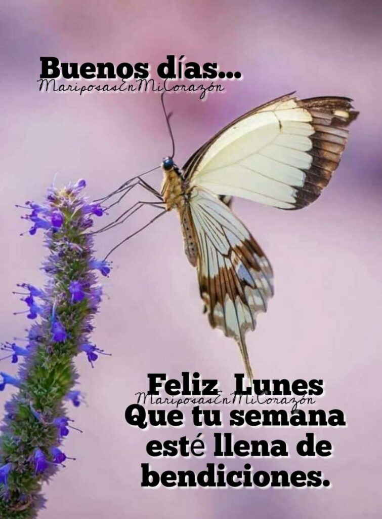 Buenos días... Feliz Lunes, que tu semana esté llena de bendiciones.