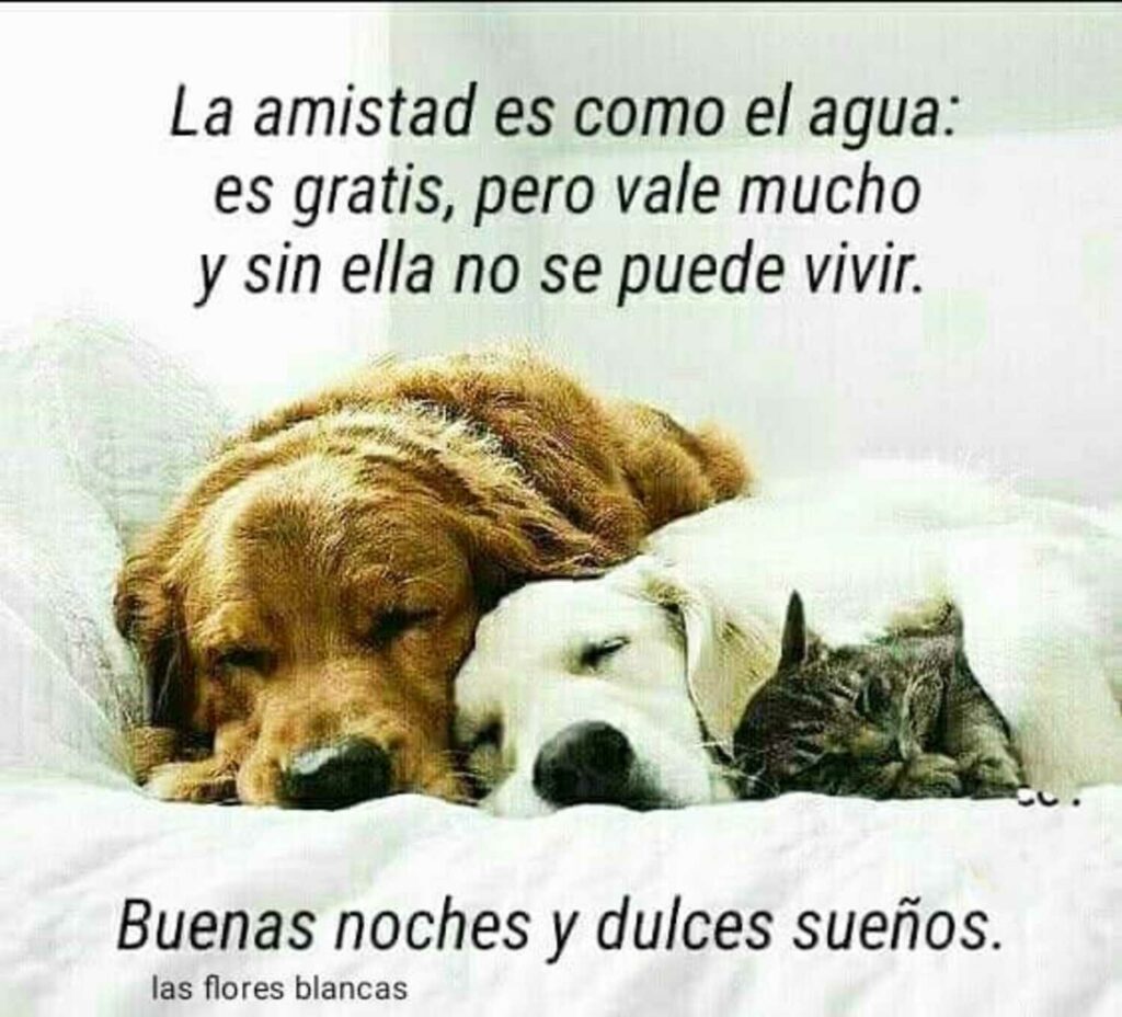 La amistad es como el agua: es gratis, pero vale mucho y sin ella no se puede vivir. Buenas Noches y dulces sueños.