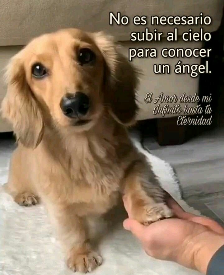 No es necesario subir al cielo para conocer un ángel.