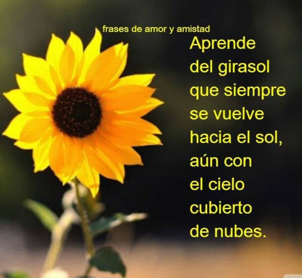 Aprende del girasol que siempre se vuelve hacia el sol, aún con el cielo cubierto de nubes.