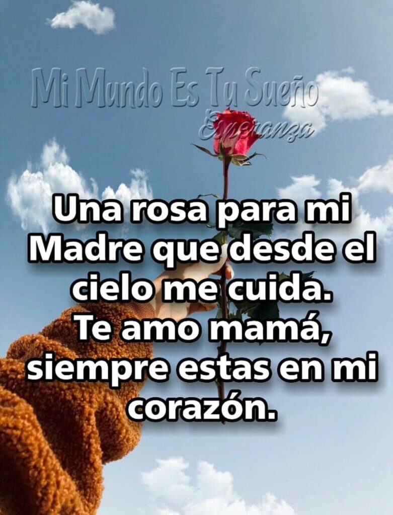 Una rosa para mi Madre que desde el cielo me cuida. Te amo mamá, siempre estas en mi corazón.