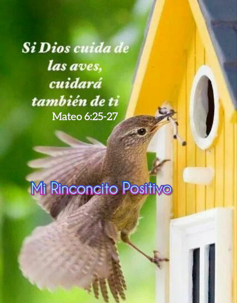 Si Dios cuida de las aves, cuidará también de ti. (Mateo 6:25-27)