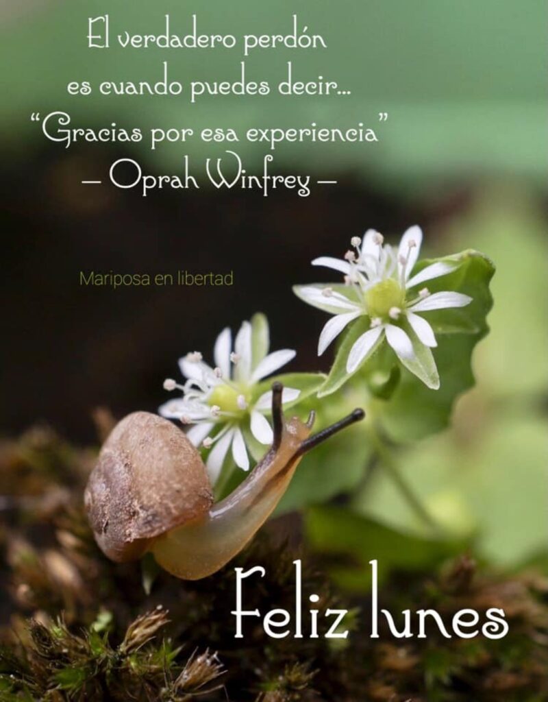 El verdadero perdón es cuando puedes decir... Gracias por esa experiencia. (Oprah Winfrey) Feliz lunes