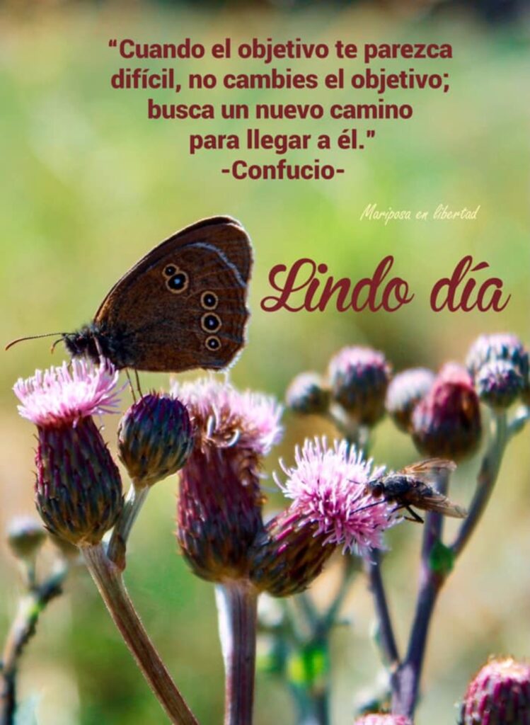 Lindo Dia. "Cuando el objectivo te parezca difícil, no cambies el objectico; busca un nuevo camino para llegar a él." - Confucio