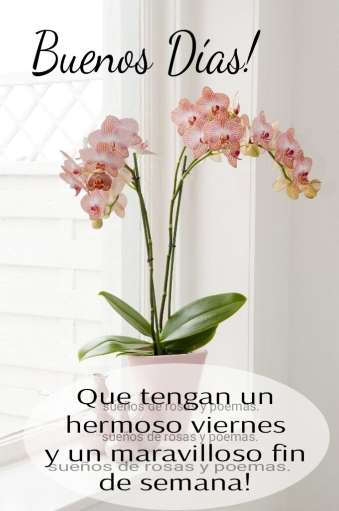 Buenos Días ! Que tengan un hermoso Viernes y un maravilloso fin de semana! (Sueños de rosas y poemas)